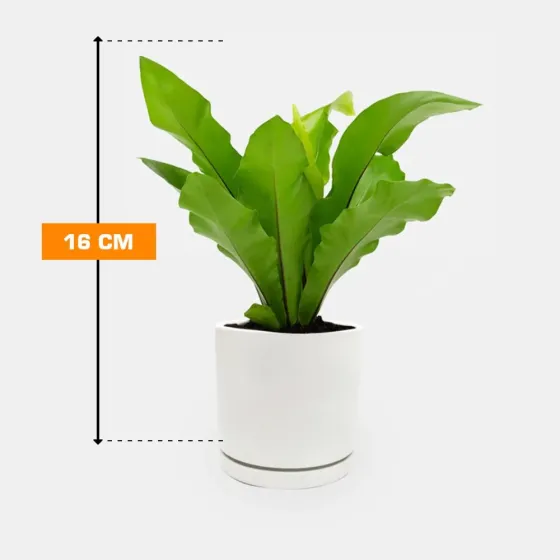 Асплениум Asplenium antiquum 16 см Тбилиси