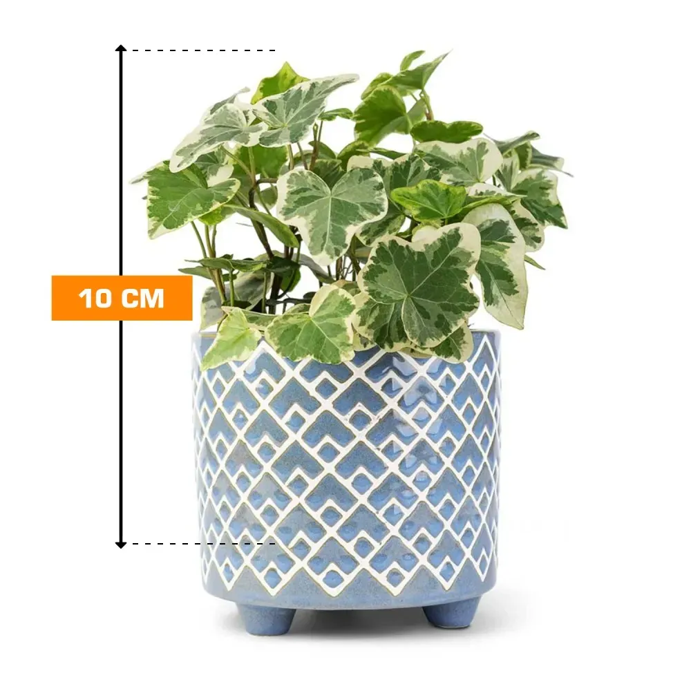 Хедера Хедера White Wonder 10 см Тбилиси - изображение 1