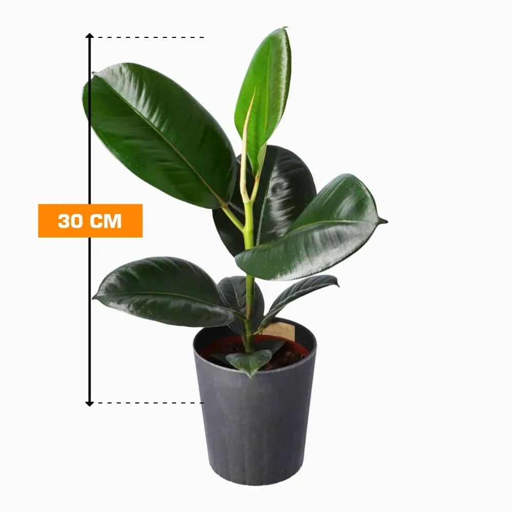 Фикус эль. Робуста 30 см Тбилиси - изображение 1