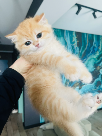 ბრიტანული მოკლებეწვიანი კნუტები ny11 თბილისი