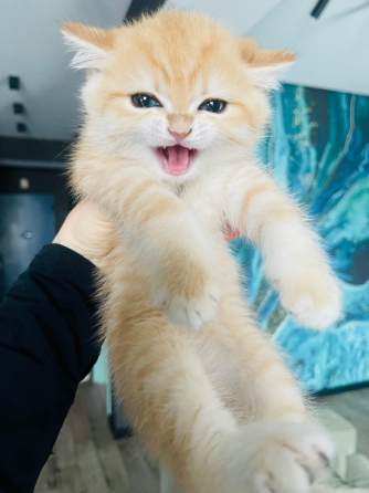 ბრიტანული მოკლებეწვიანი კნუტები ny11 თბილისი