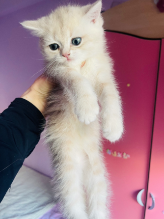 ბრიტანული მოკლებეწვიანი კნუტები ny11 თბილისი