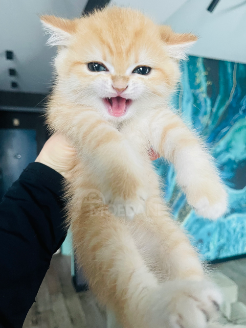 Британские котята ny11 Тбилиси - изображение 2