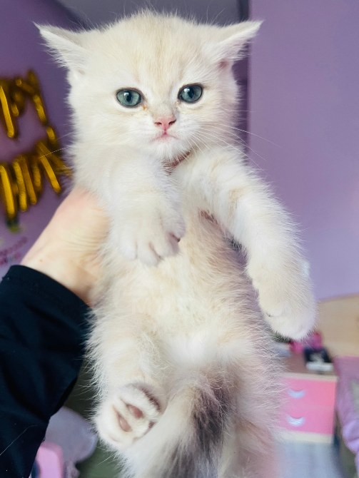 Британские котята ny11 Тбилиси - изображение 3
