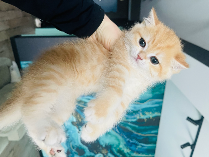 Британские котята ny11 Тбилиси - изображение 5