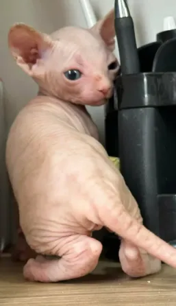 Чистокровный котенок канадского сфинкса თბილისი