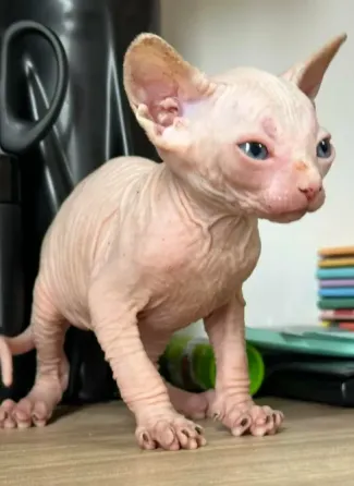 Чистокровный котенок канадского сфинкса თბილისი