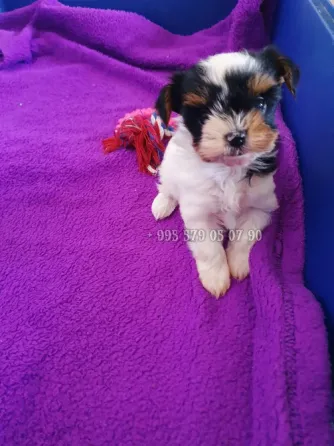 Предлагаю лучших чистокровных щенков бивер терьера с родословной FCI-FCG. Тбилиси