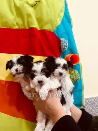 Предлагаю лучших чистокровных щенков бивер терьера с родословной FCI-FCG. Тбилиси