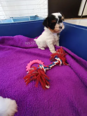 Предлагаю лучших чистокровных щенков бивер терьера с родословной FCI-FCG. Тбилиси