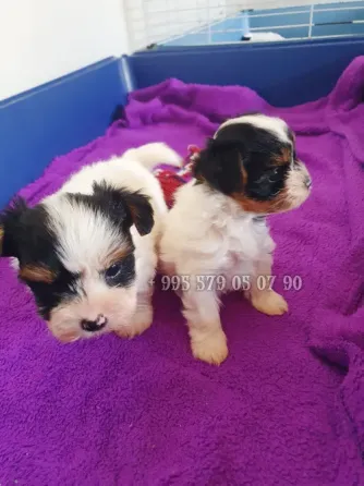 Предлагаю лучших чистокровных щенков бивер терьера с родословной FCI-FCG. Тбилиси