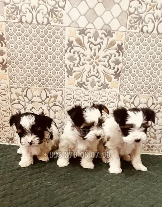 Предлагаю лучших чистокровных щенков бивер терьера с родословной FCI-FCG. Тбилиси - изображение 4