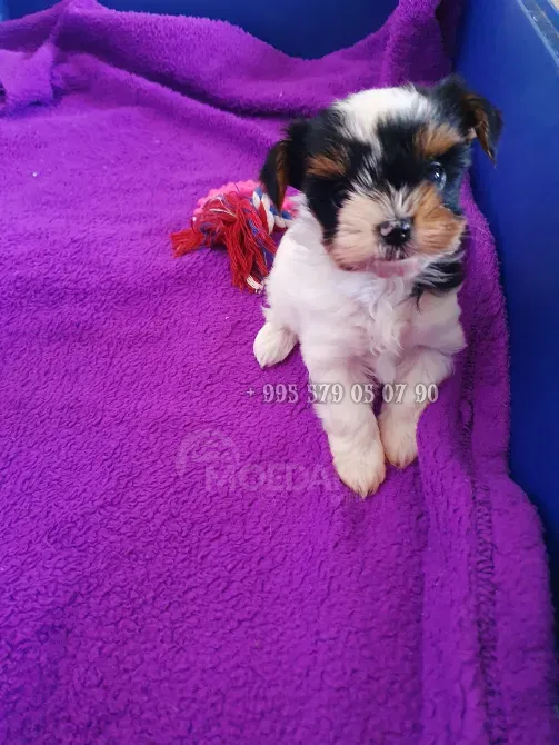 Предлагаю лучших чистокровных щенков бивер терьера с родословной FCI-FCG. Тбилиси - изображение 5