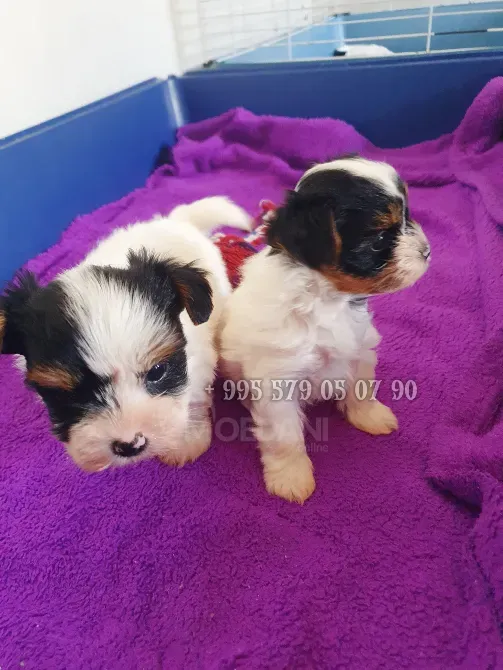 Предлагаю лучших чистокровных щенков бивер терьера с родословной FCI-FCG. Тбилиси - изображение 1