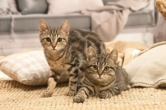 Европейские короткошерстные котята თბილისი