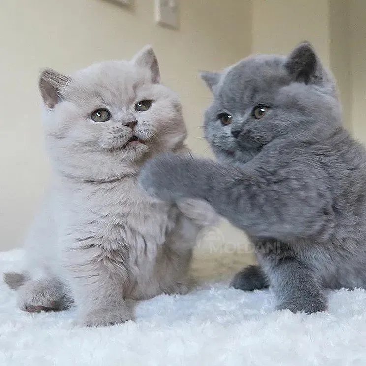 Шотландский котенок ищет новый дом თბილისი - photo 1