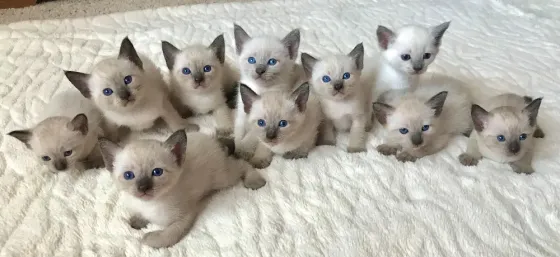 Балийские котята с родословной თბილისი