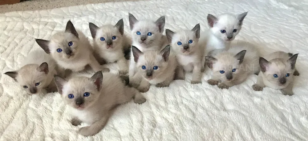 Балийские котята с родословной თბილისი - photo 1