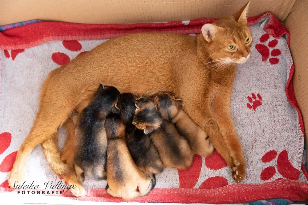 Абиссинские котята готовы к переезду в новый дом თბილისი - photo 1