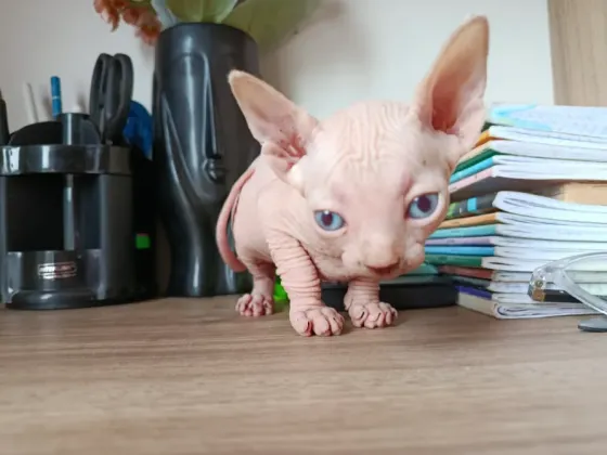 Sphynx kitten Tbilisi