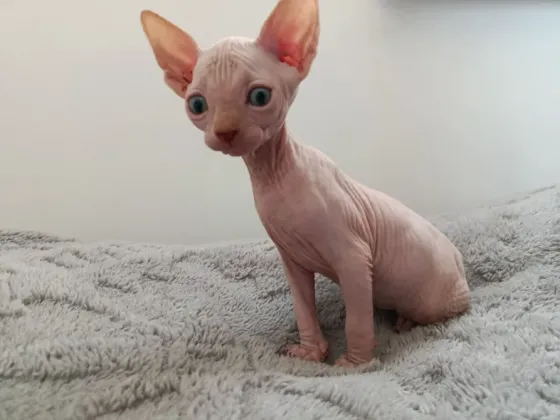 Sphynx kitten Tbilisi