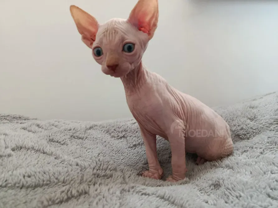 Sphynx kitten Tbilisi - photo 1