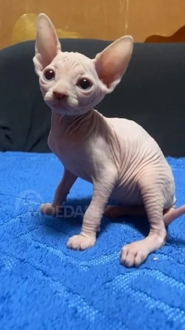 Sphynx kitten Tbilisi - photo 2