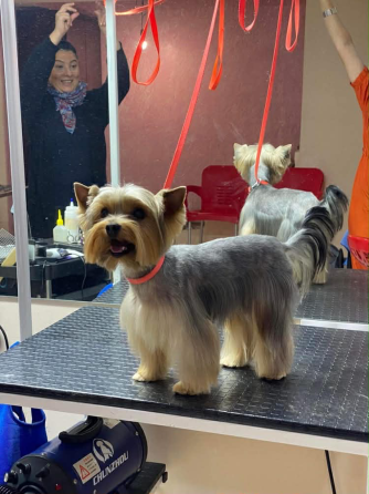 Იორკი თბილისი