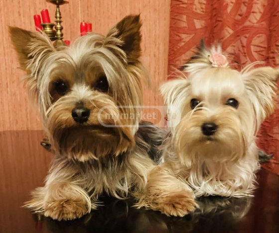 Იორკი თბილისი