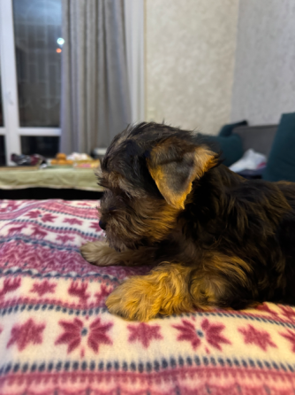 Იორკი თბილისი