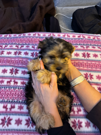 Იორკი თბილისი