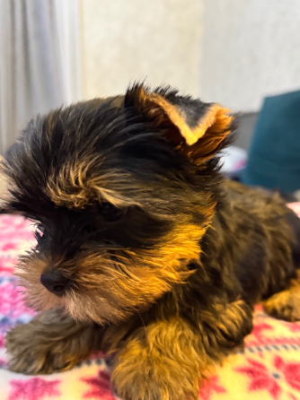 Იორკი თბილისი