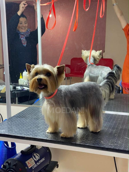 Იორკი თბილისი - photo 2