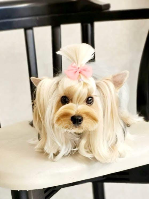 Იორკი თბილისი - photo 3