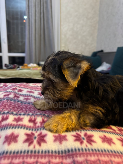 Იორკი თბილისი - photo 6