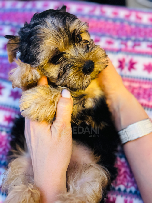 Იორკი თბილისი - photo 7