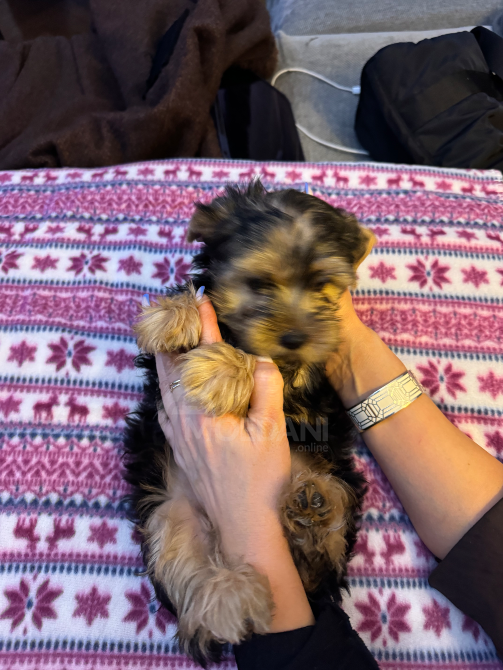 Იორკი თბილისი - photo 5