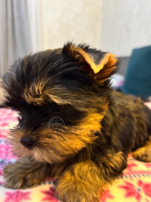 Იორკი თბილისი - photo 4