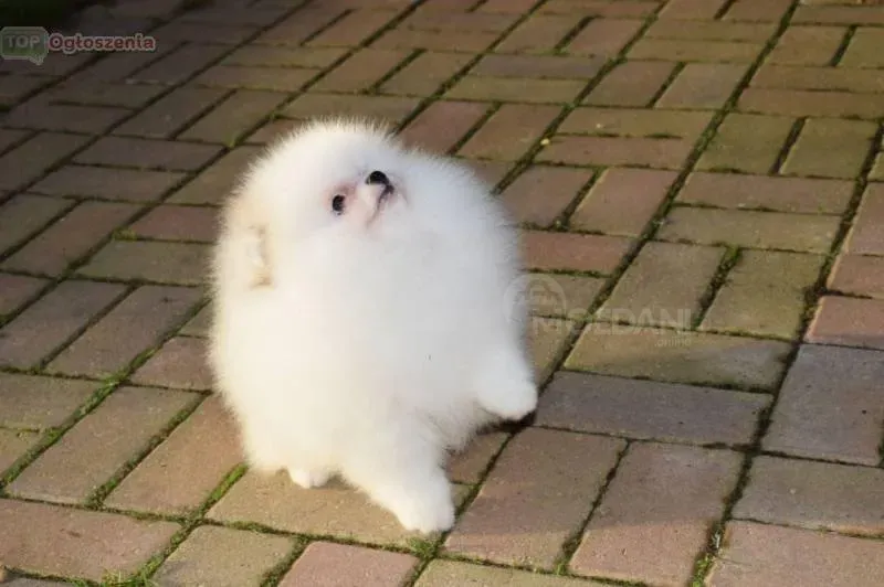 Щенки чистокровного померанского шпица თბილისი - photo 1