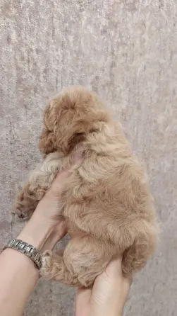 Bichon Frise puppies Tbilisi