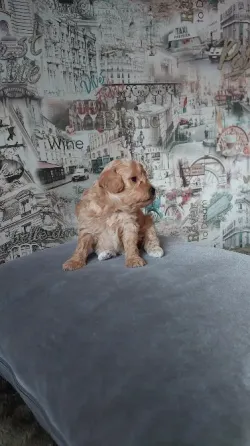 ბიშონ ფრიზეს ლეკვები თბილისი