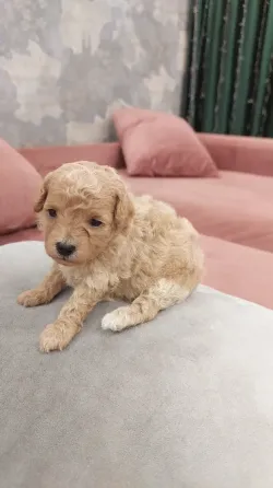 ბიშონ ფრიზეს ლეკვები თბილისი