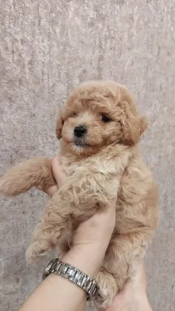 Bichon Frise puppies Tbilisi