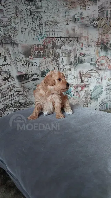 ბიშონ ფრიზეს ლეკვები თბილისი - photo 2