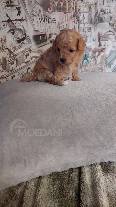 ბიშონ ფრიზეს ლეკვები თბილისი - photo 1