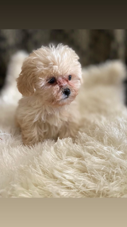 Მალტიპუ თბილისი