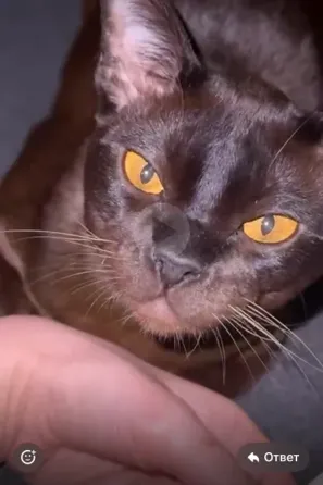 სუფთა სისხლის ევროპული ბირმული კნუტები თბილისი