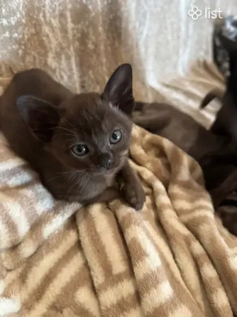 სუფთა სისხლის ევროპული ბირმული კნუტები თბილისი