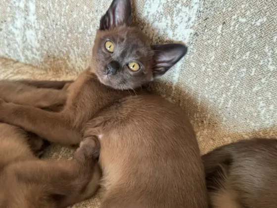 სუფთა სისხლის ევროპული ბირმული კნუტები თბილისი