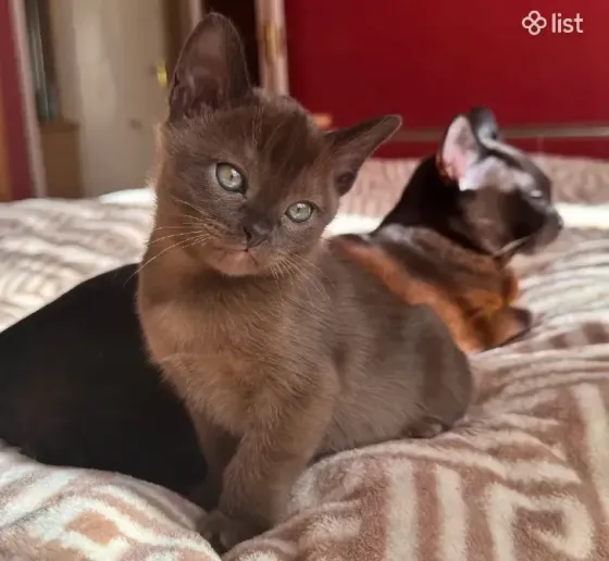 სუფთა სისხლის ევროპული ბირმული კნუტები თბილისი